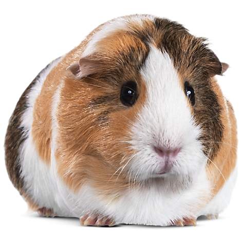 Guinea Pig