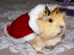 King Guinea Pig